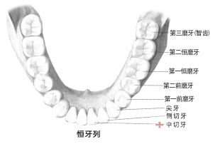 换一颗牙齿需要多少钱